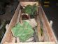Selbstfahrende kanone PION 2S7  » Click to zoom ->