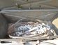 Amphibien transporter PTS-10  » Click to zoom ->